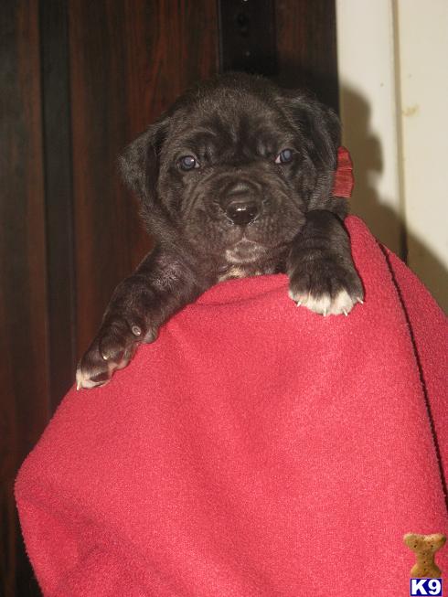 Neapolitan Mastiff Puppies